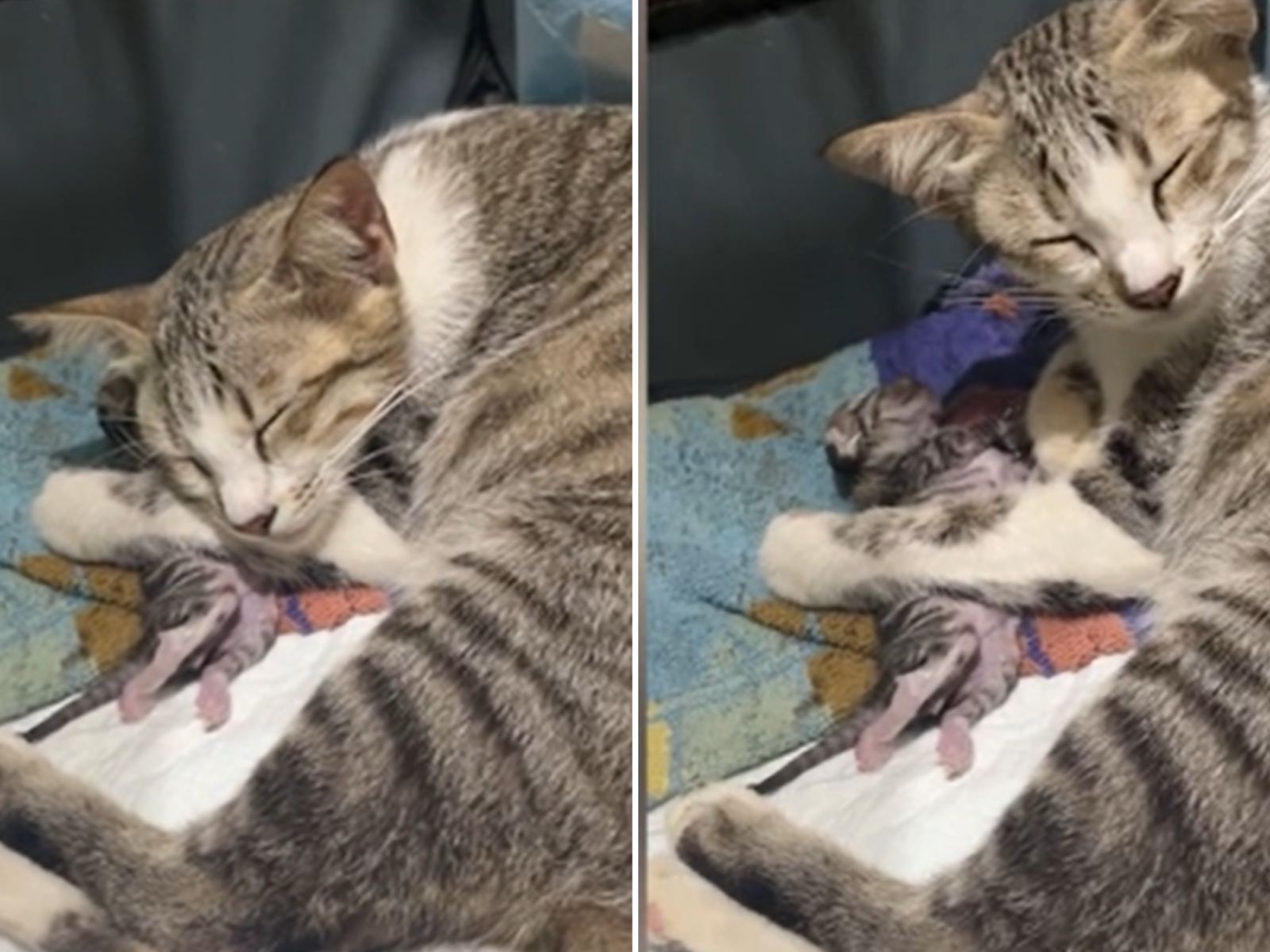 Owner Shares Devastating Moment Mom Cat Refuses to Let Go of Dead Kitten Newsweek