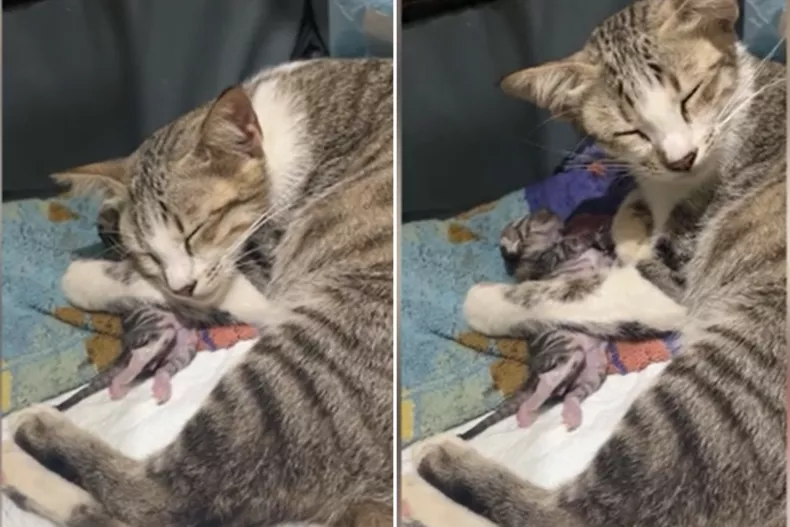 Owner shares heartbreaking moment Mother cat refuses to let go of dead kitten Owner shares heartbreaking moment Mother cat refuses to let go of dead kitten