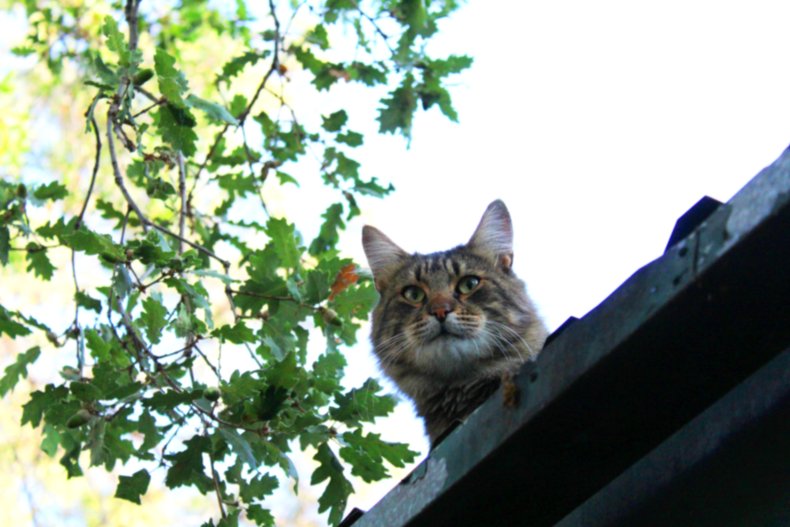 Chat assis sur le toit de la maison. 