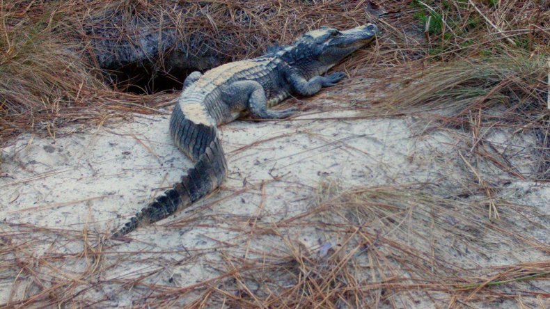 Alligator à côté de la tanière des tortues