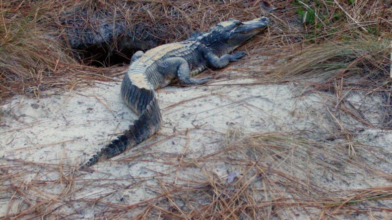Wissenschaftler schauen in den Schildkrötenbau und finden einen 4,5-Fuß-Alligator, der sie „anlächelt“. 2 Alligator neben Schildkrötenhöhle
