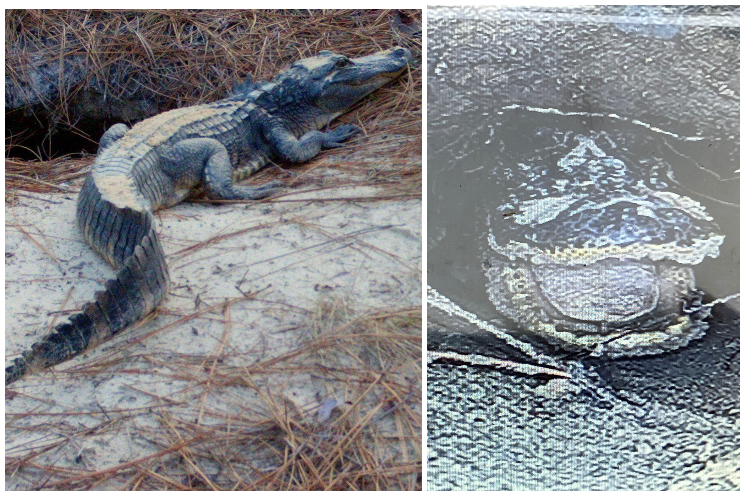 alligator found tortoise burrow