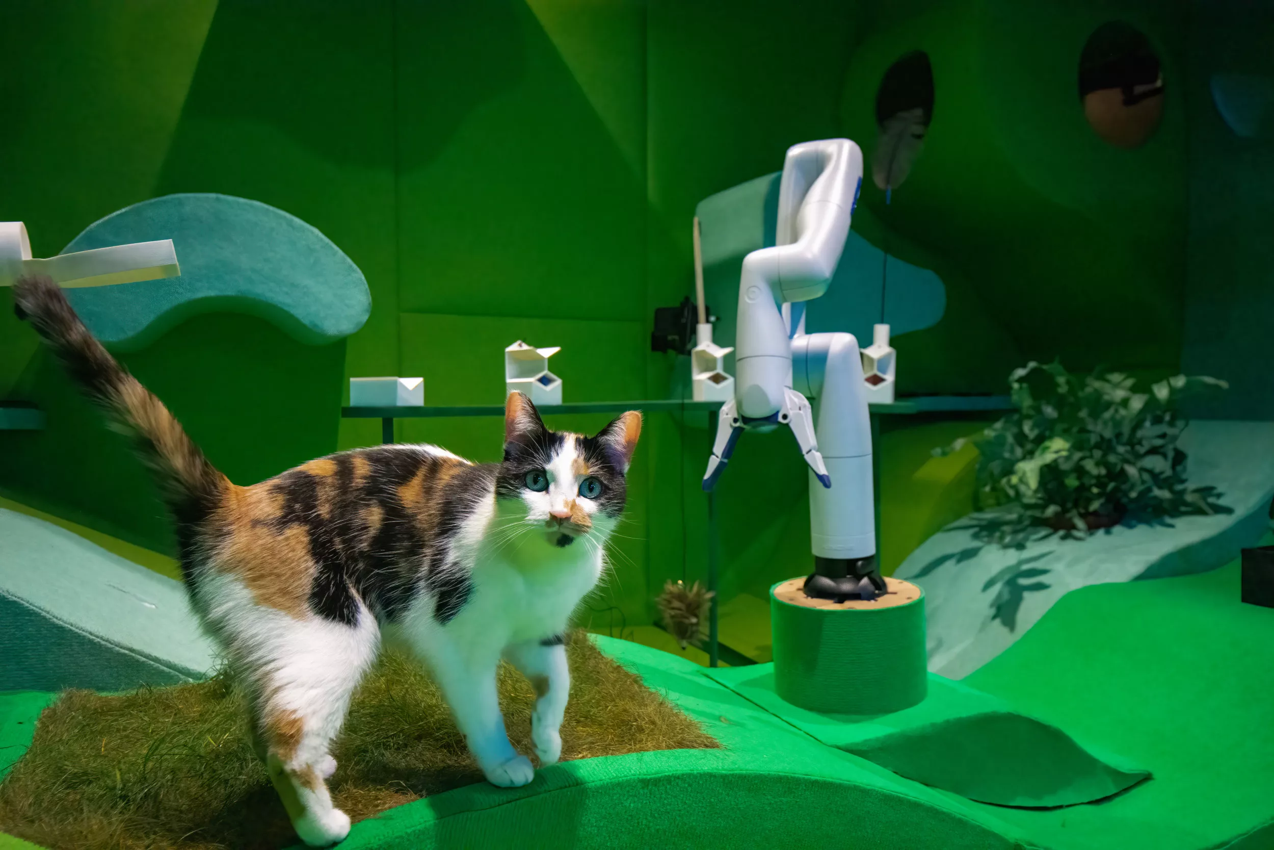 Watch: AI Robot Tries to Make Cats Happy in Unique Feline 'Utopia' Trial - Vimarsana News