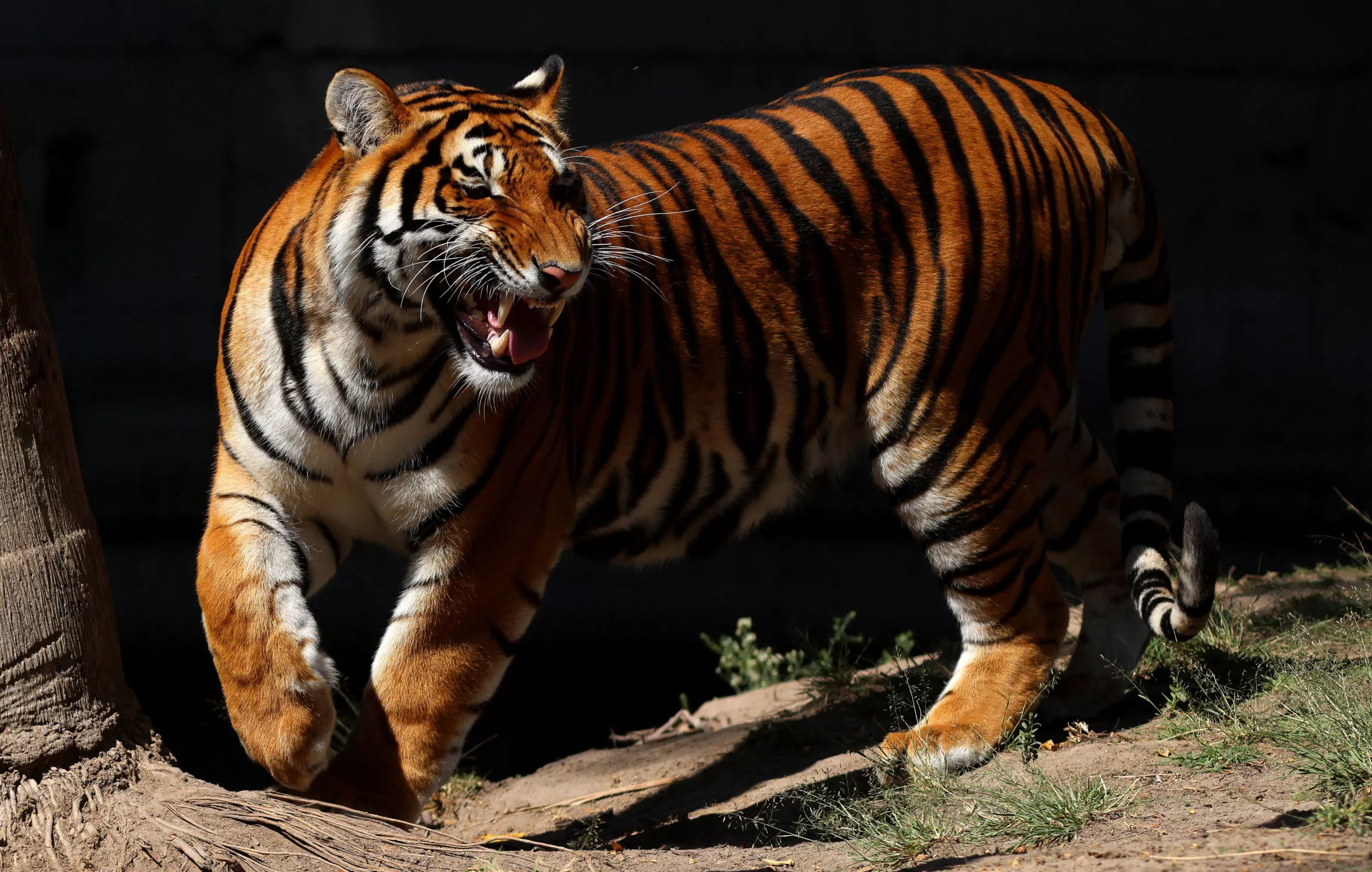 Tigers Escape After Tornado Rips Through Animal Sanctuary in Georgia - Vimarsana News