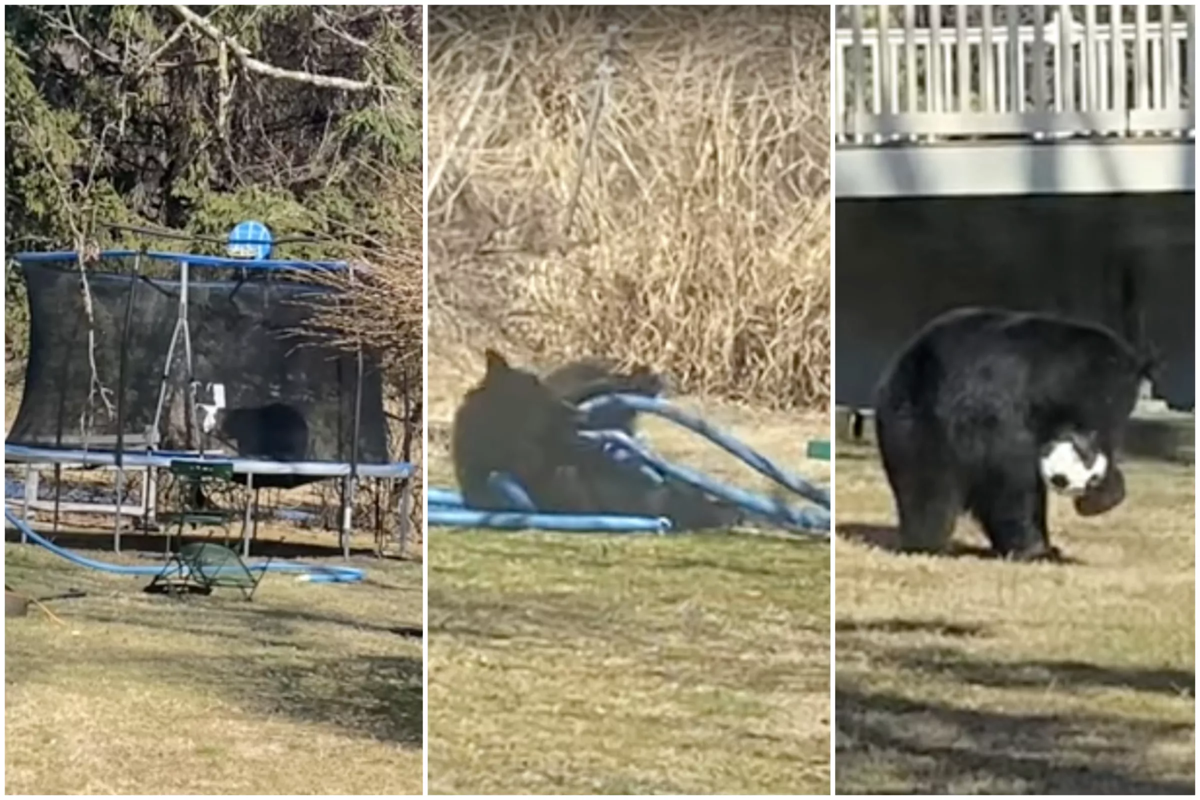 Bear Caught Testing Out Trampoline in New York Family's Backyard - Vimarsana News