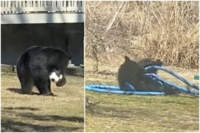 Ours noir jouant dans la cour arrière
