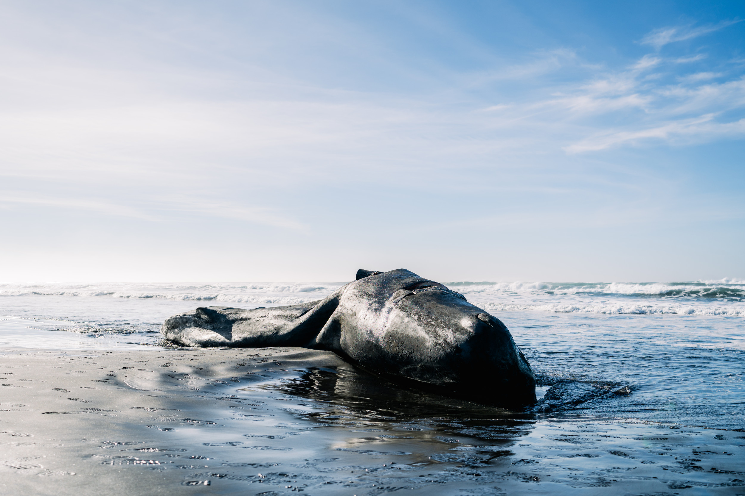 Dead whales are washing up on the East Coast. The reason remains a mystery.