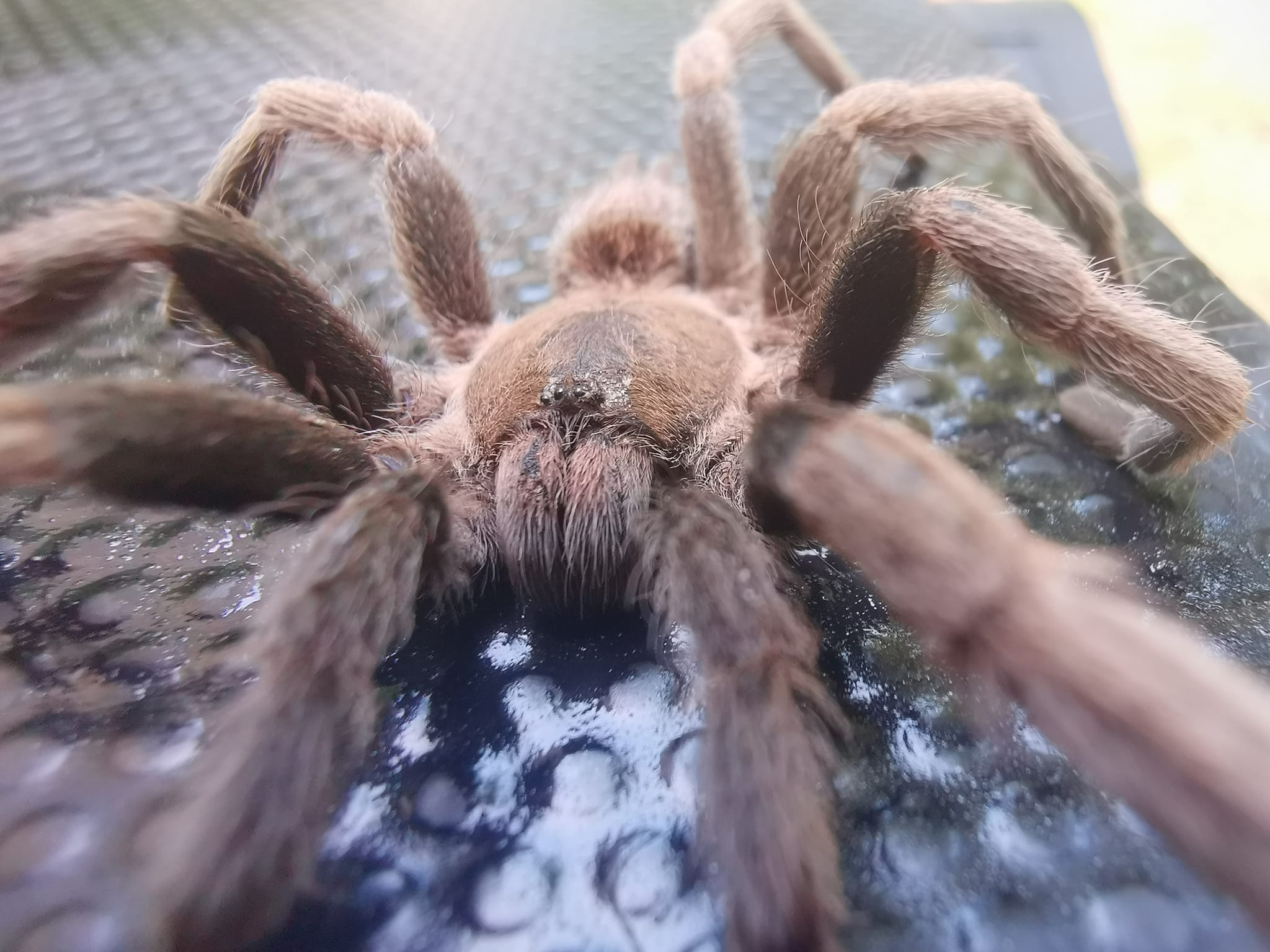 Tarantula Spider Poisonous Tarantula Spider Poisonous