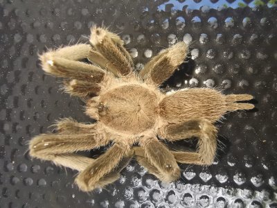 Spider under tent Spider under tent