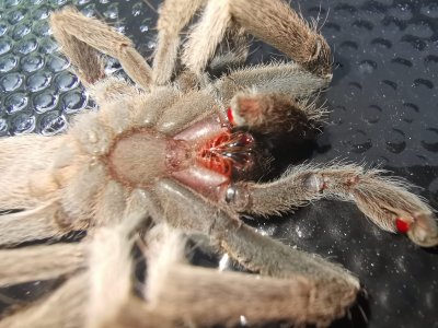 Spider from underneath, found under tent Spider from underneath, found under tent