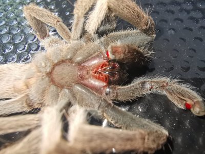 Spider from underneath, found under tent