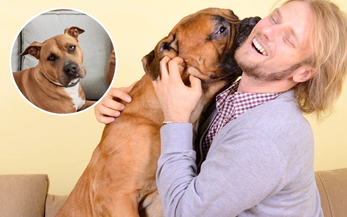 Dog Pushes Human off Couch to Get More ‘Personal Space’ in Hilarious Video