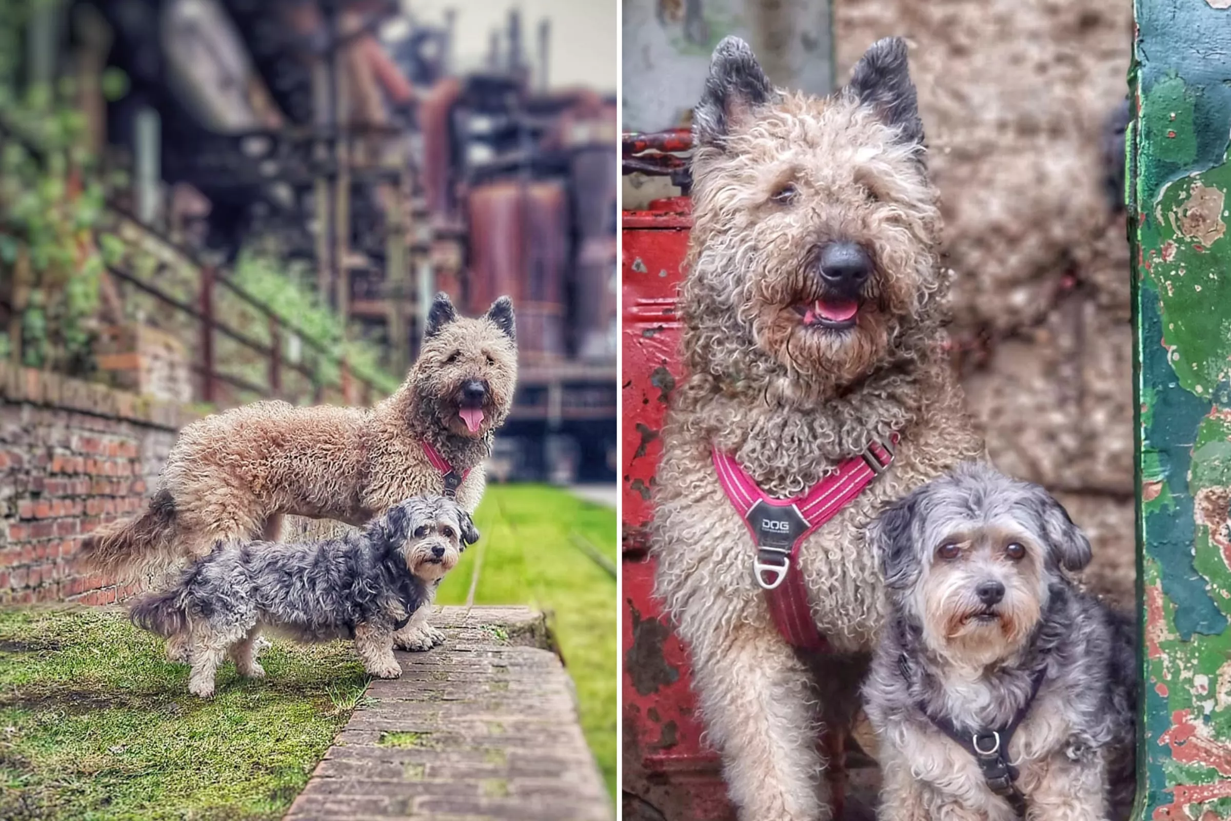 Jaws Drop at Dog Photoshoot Among the 'Decay' of Abandoned Steel Factory - Vimarsana News