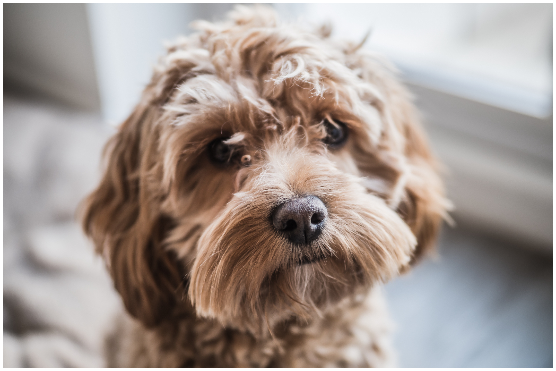 "Naughty boy"—Cockapoo has guilty expression after being caught red-handed - breaking news today - World Updates - Public News Time