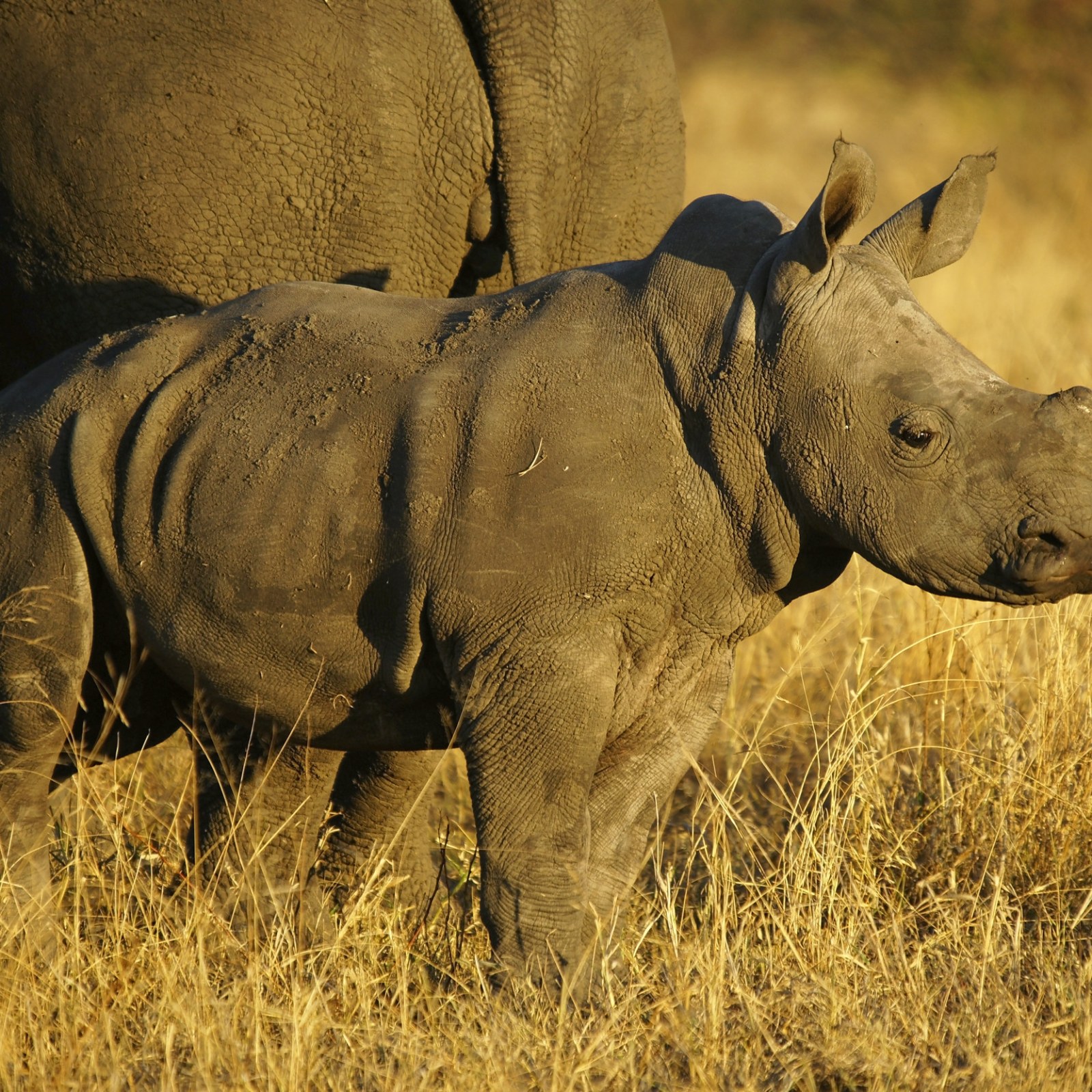 Baby Rhinosis Rhino