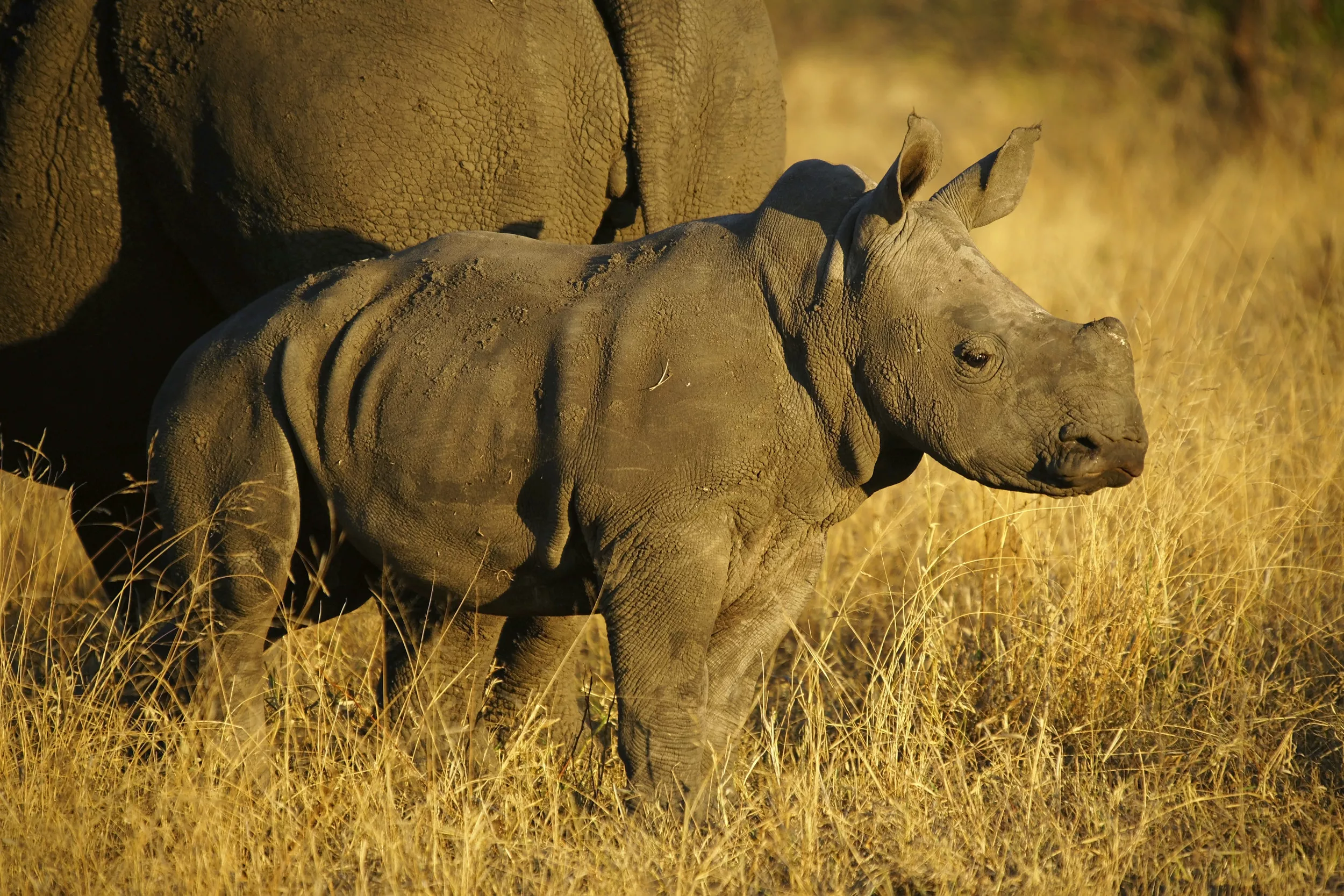 Rare Rhino Baby Dies at 5 Days Old - Vimarsana News
