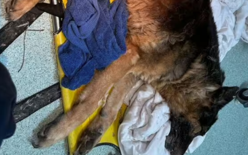 The dying German Shepherd found abandoned.