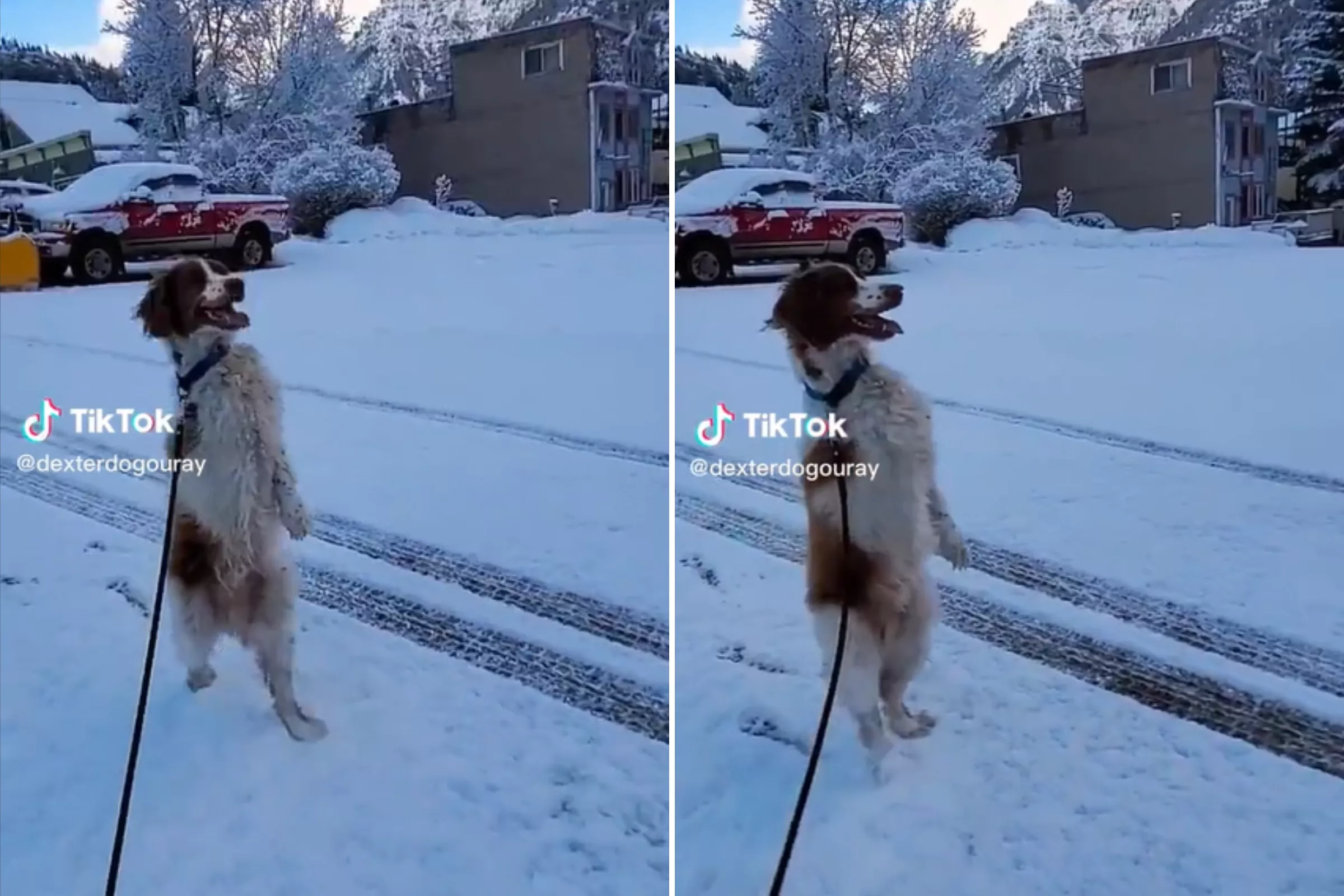 Meet the 3-Legged Dog Who Walks Upright Like a Human—'Taught Himself' - Vimarsana News