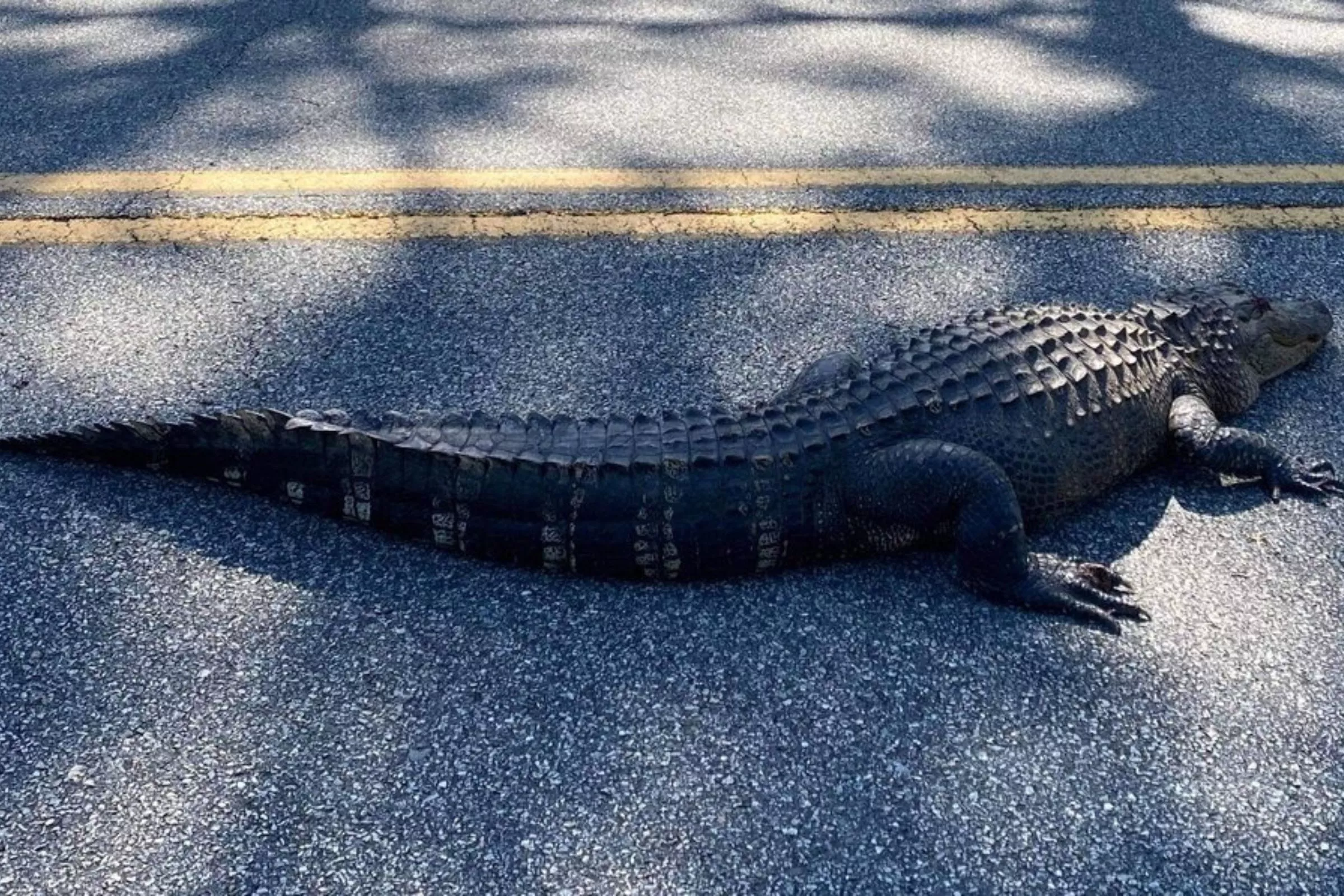 Dead 6ft Alligator Found Lying in Road With Gunshot Wound to the Head - Vimarsana News