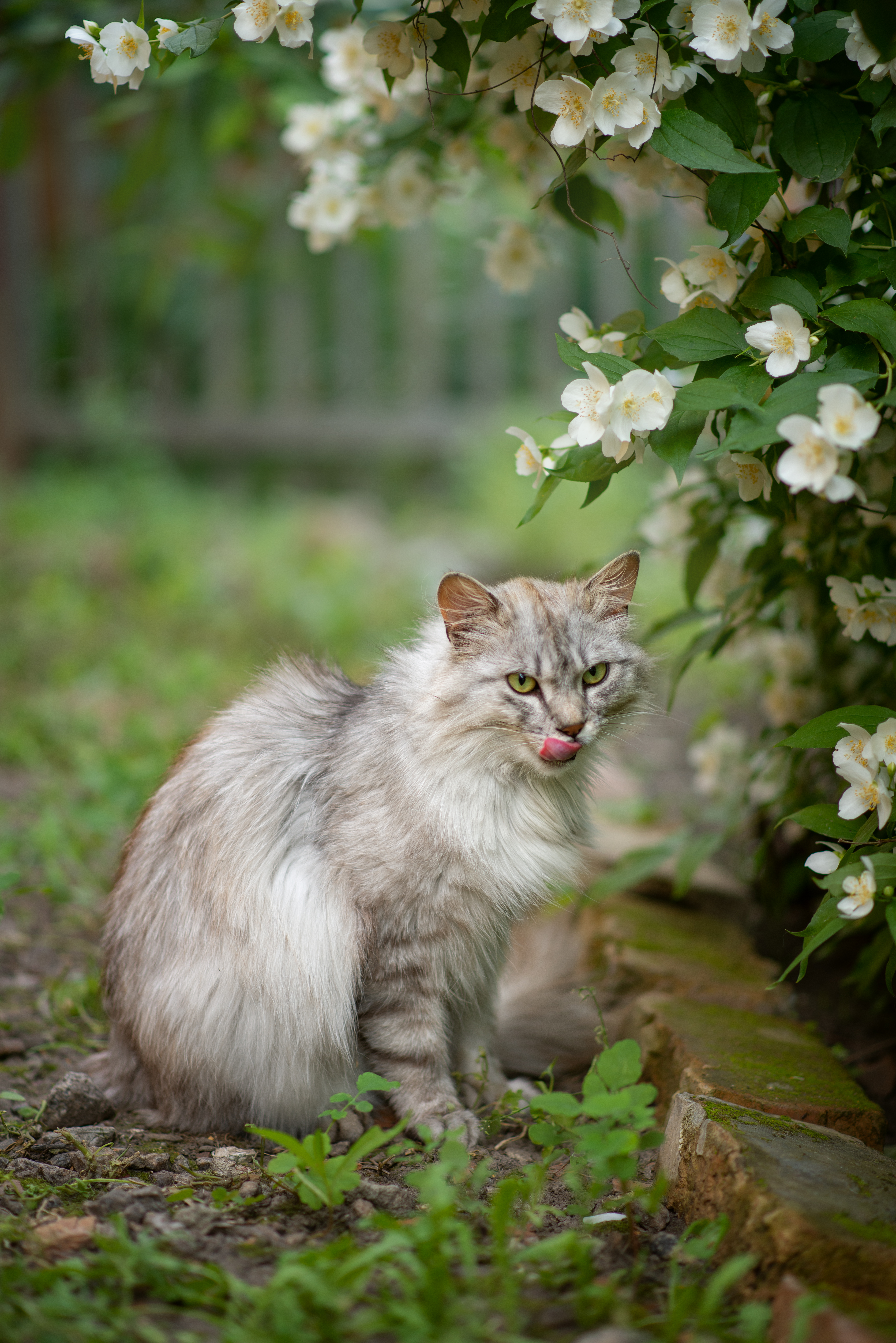 Dad’s Way of Keeping Cat Off His Flower Bed Leaves Internet in Stitches