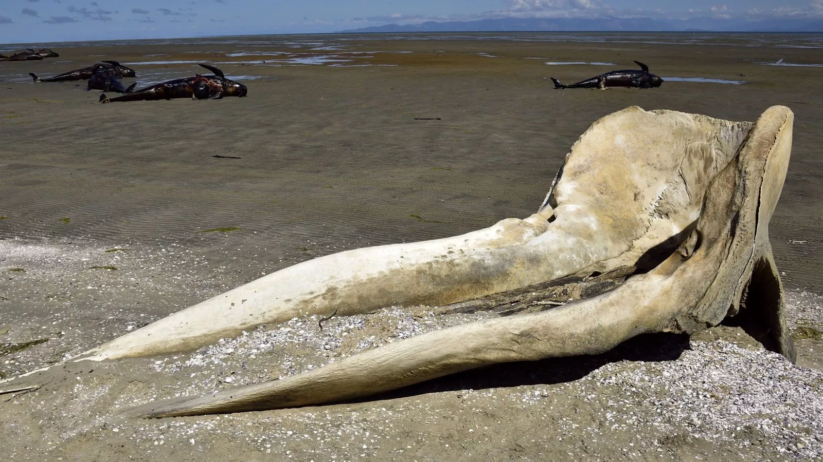 Whale bones found in highway were not from mystery whale