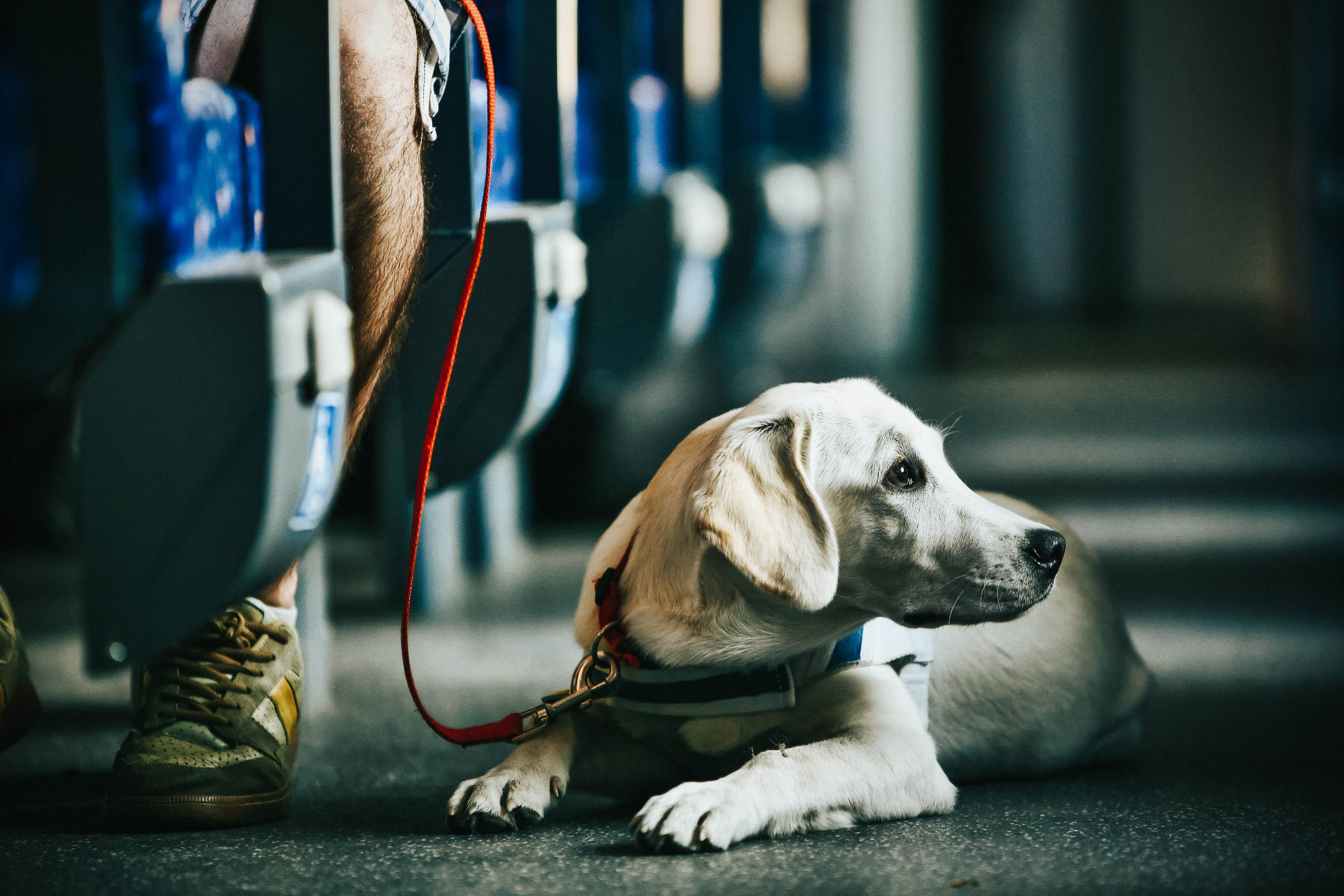 shock-over-woman-s-reaction-to-friend-s-service-dog-jealous-witch