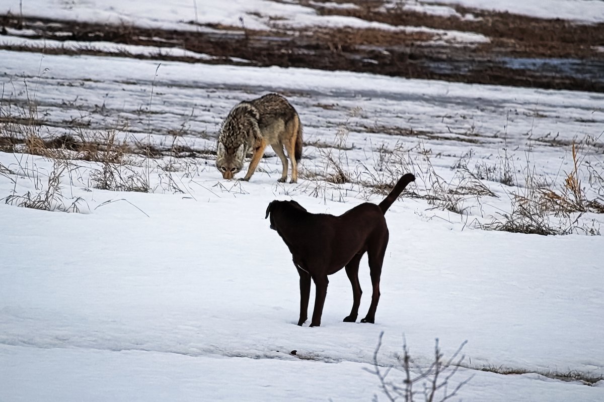 Dog and coyote encounter in snowy field.