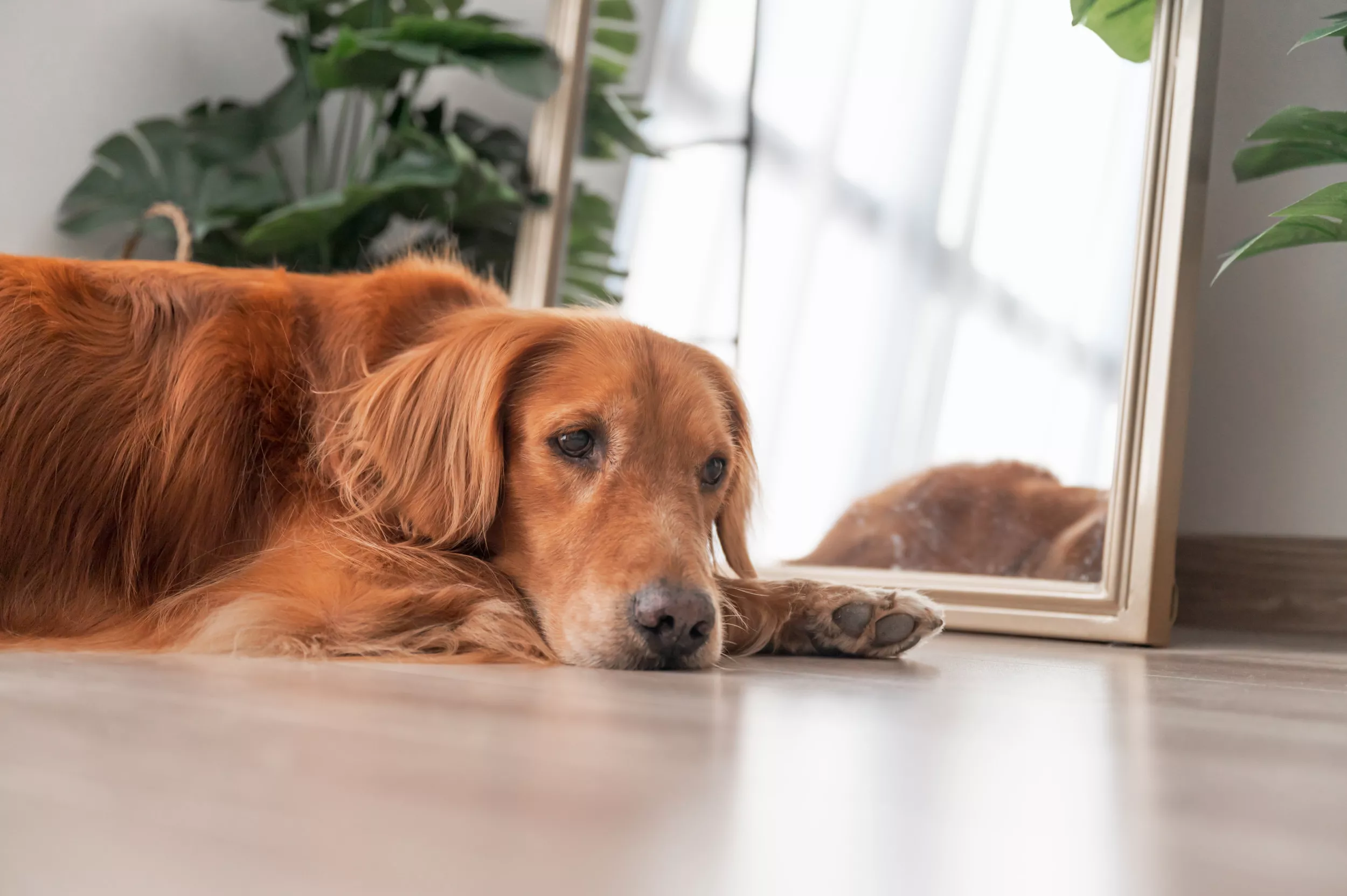 Hysterical Clip Shows Golden Retriever Puppy Having a Fight With Reflection - Vimarsana News