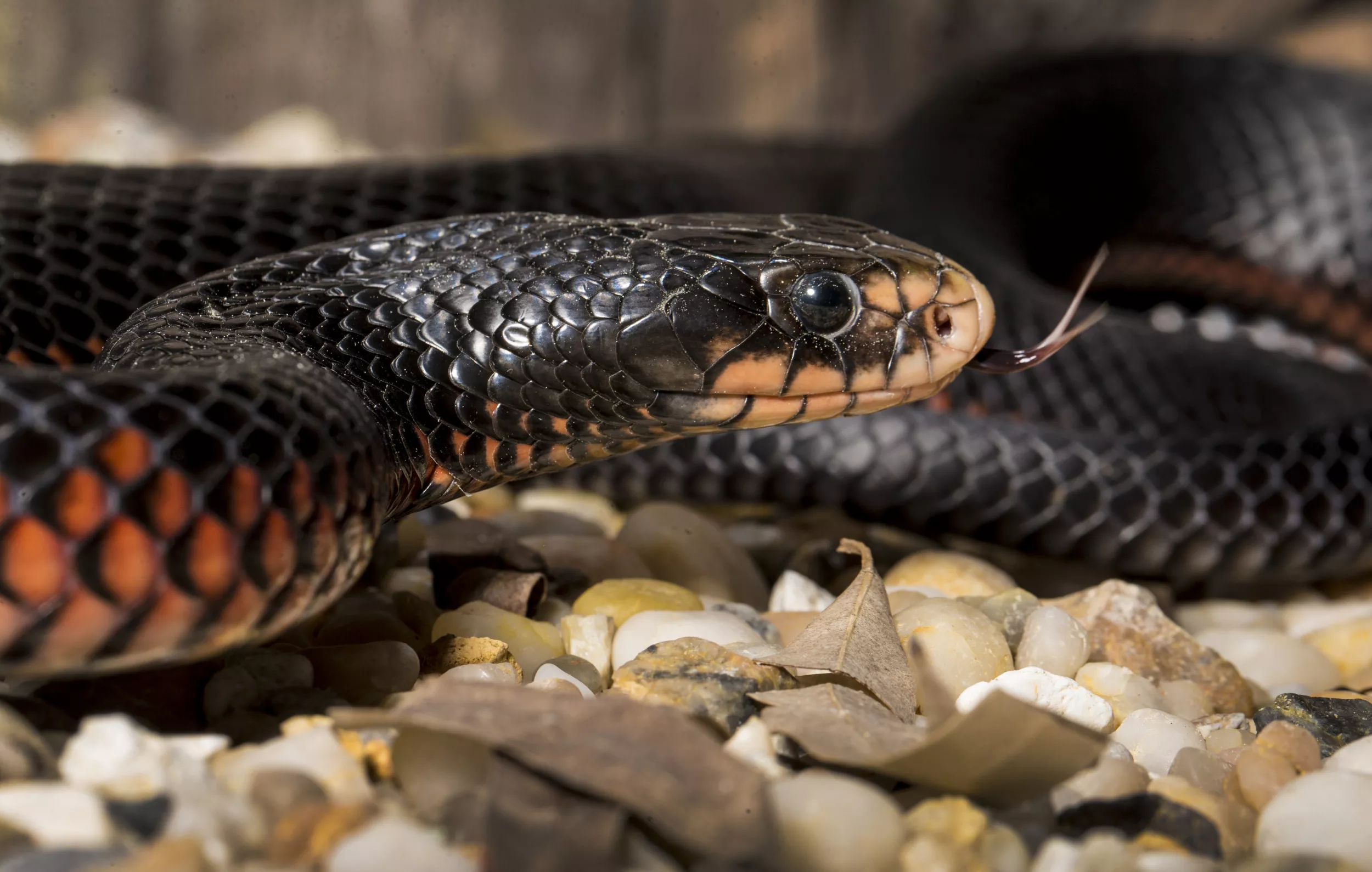 Snake Catcher Films Encounter with Venomous Red Belly: 'Closest Call' - Vimarsana News