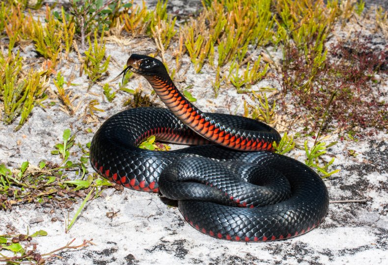 serpent à ventre rouge australie