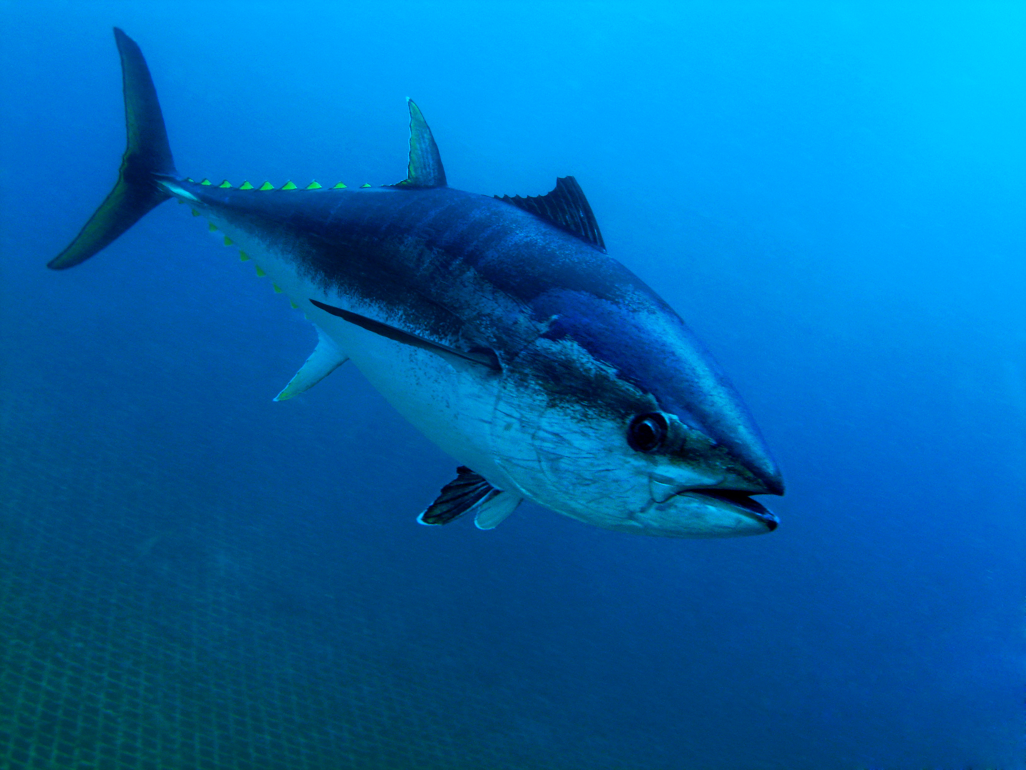 See the giant tuna that broke a rod in half during 2-hour fight