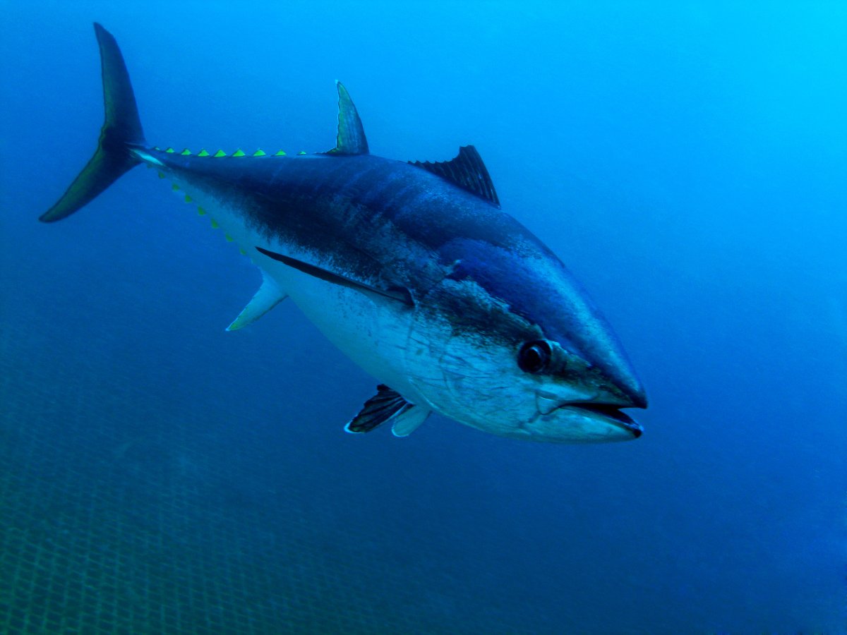 https://d.newsweek.com/en/full/2214948/bluefin-tuna.jpg?w=1200&f=3af3b4e16e4761ea3339f74aecffc410