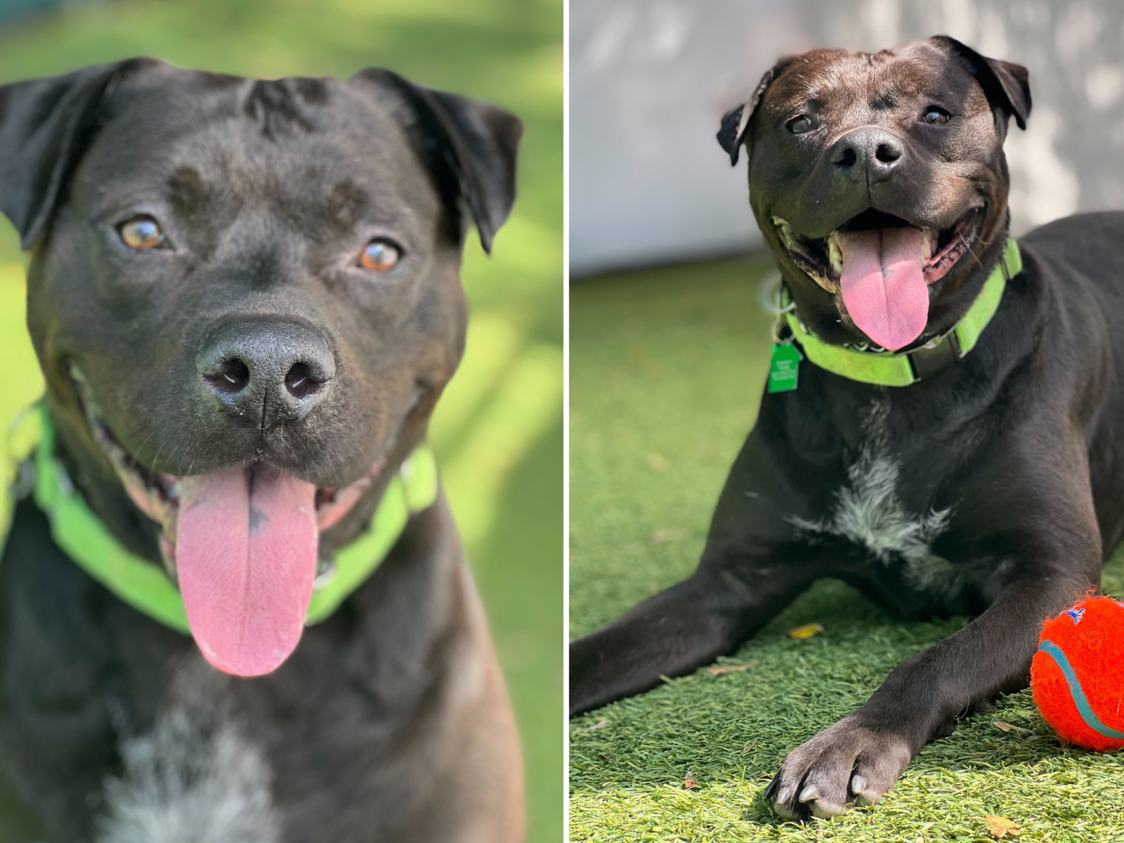 Staffy shelter cheap