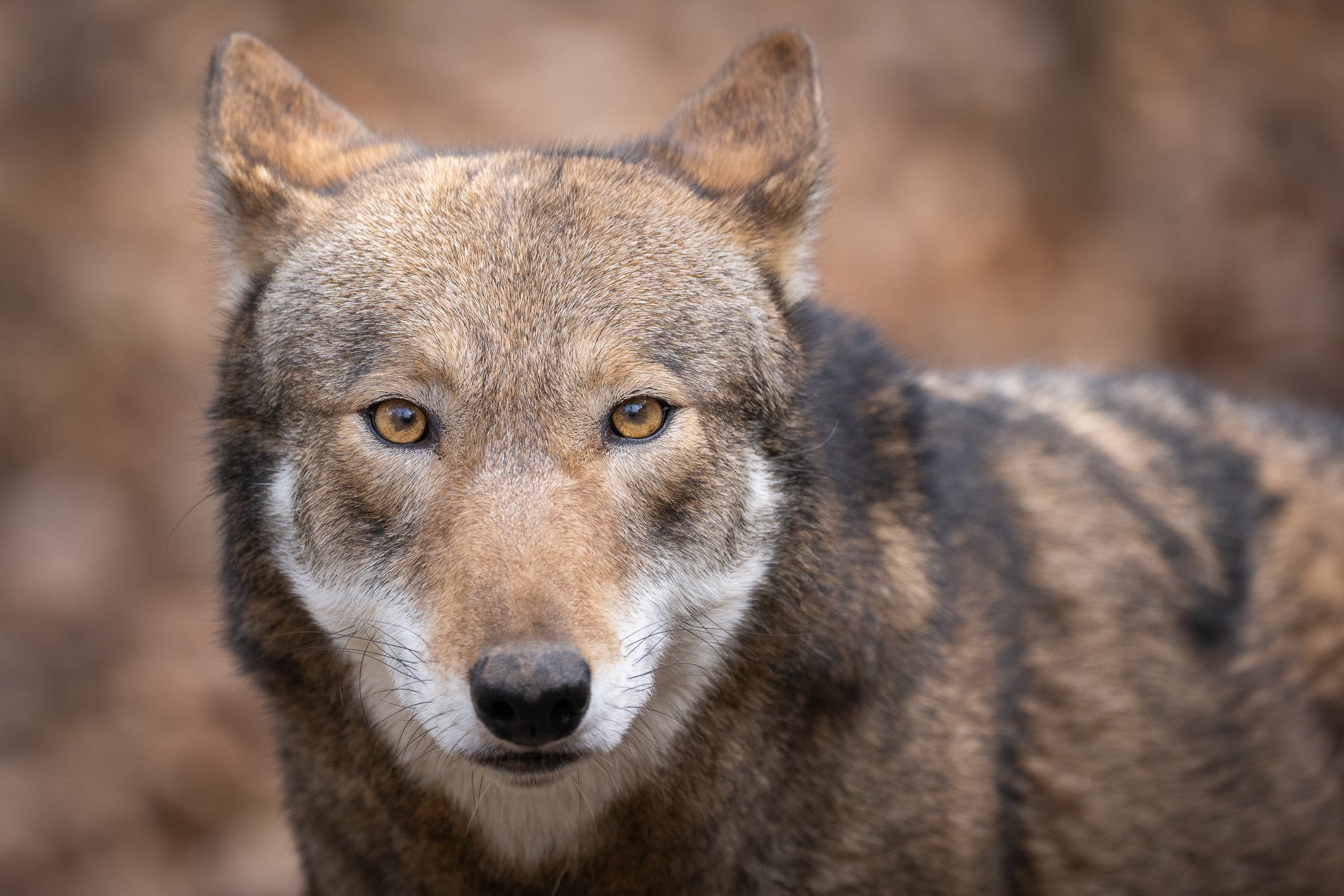 Rare footage of the world’s only wild red wolves captured in North Carolina