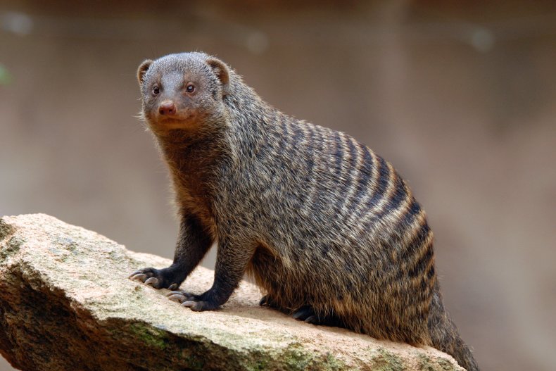 luwak berpita