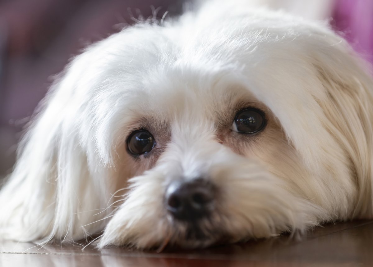 A sad Maltese dog lying on floor
