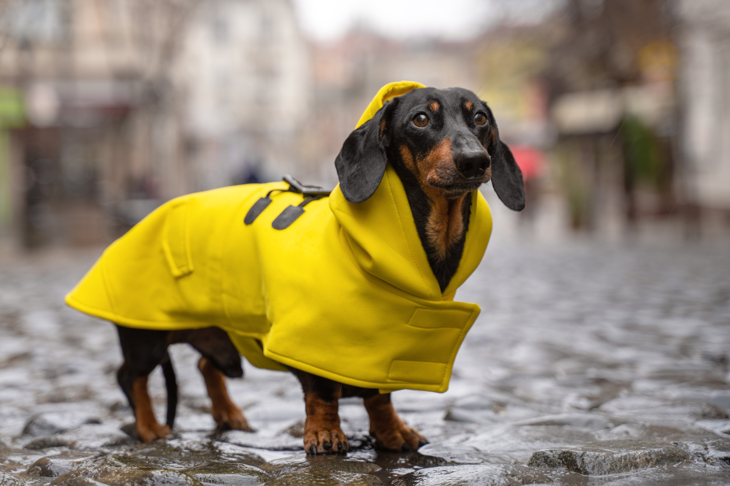 Potty Training Your Dachshund Patience, Persistence, and Plenty of Praise