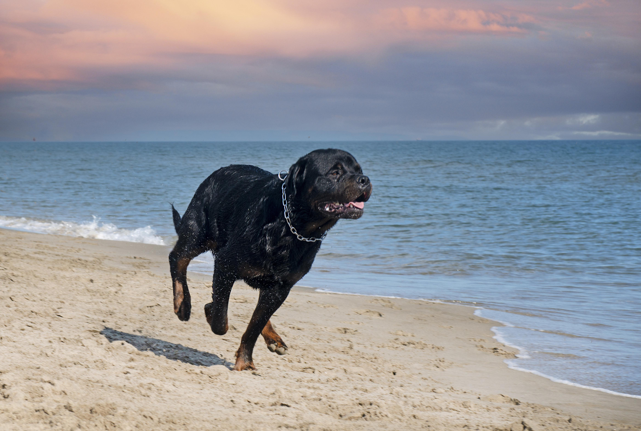 How fast can rottweilers sales run