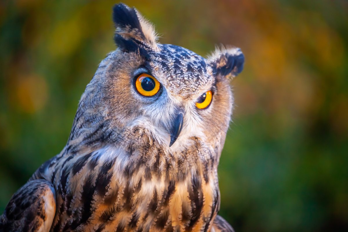 Great horned owl 