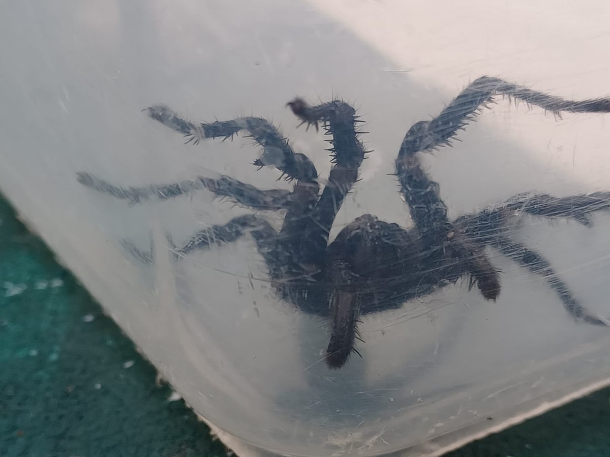Sydney funnel web spider in pool
