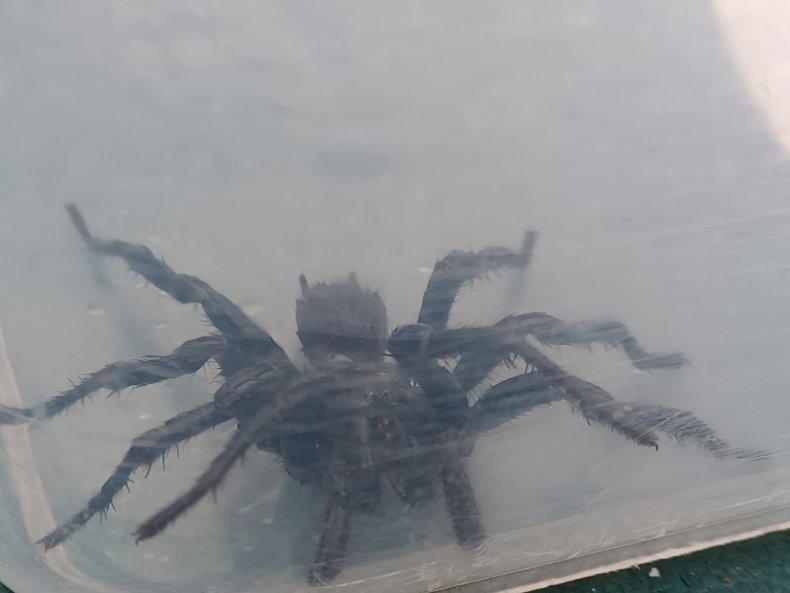 Toile d'araignée en entonnoir dans la piscine