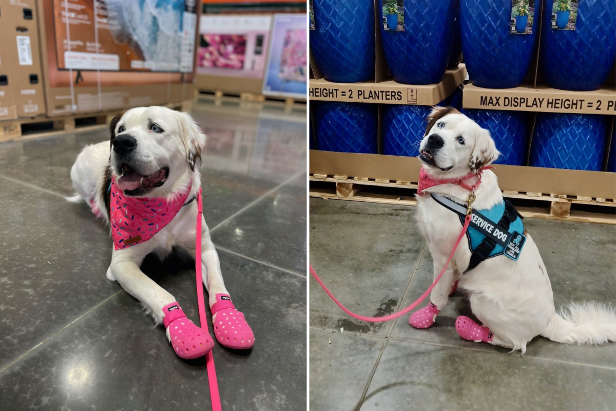 Dog Shoes That Look Like Crocs Weren't Made for Walking, Company Says
