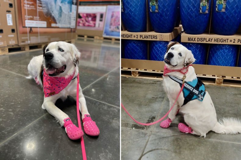 Buffy wearing her "crocs" in Costco