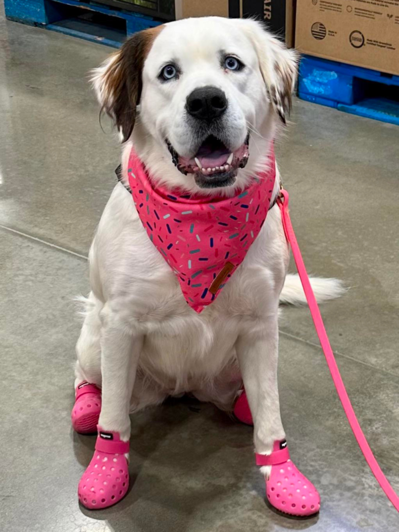 Strive To not Smile at This Trainee Service Canine Sporting Croc-Like Sneakers Strive To not Smile at This Trainee Service Canine Sporting Croc-Like Sneakers