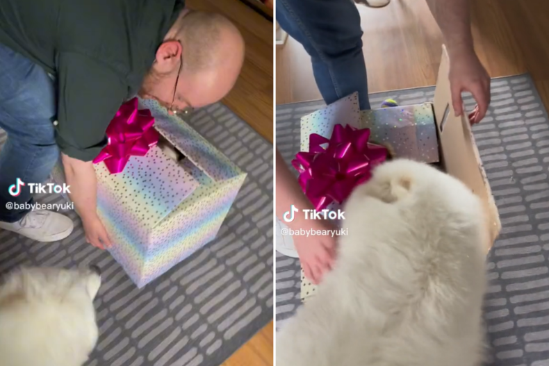 Yuki met son nez dans une boîte cadeau