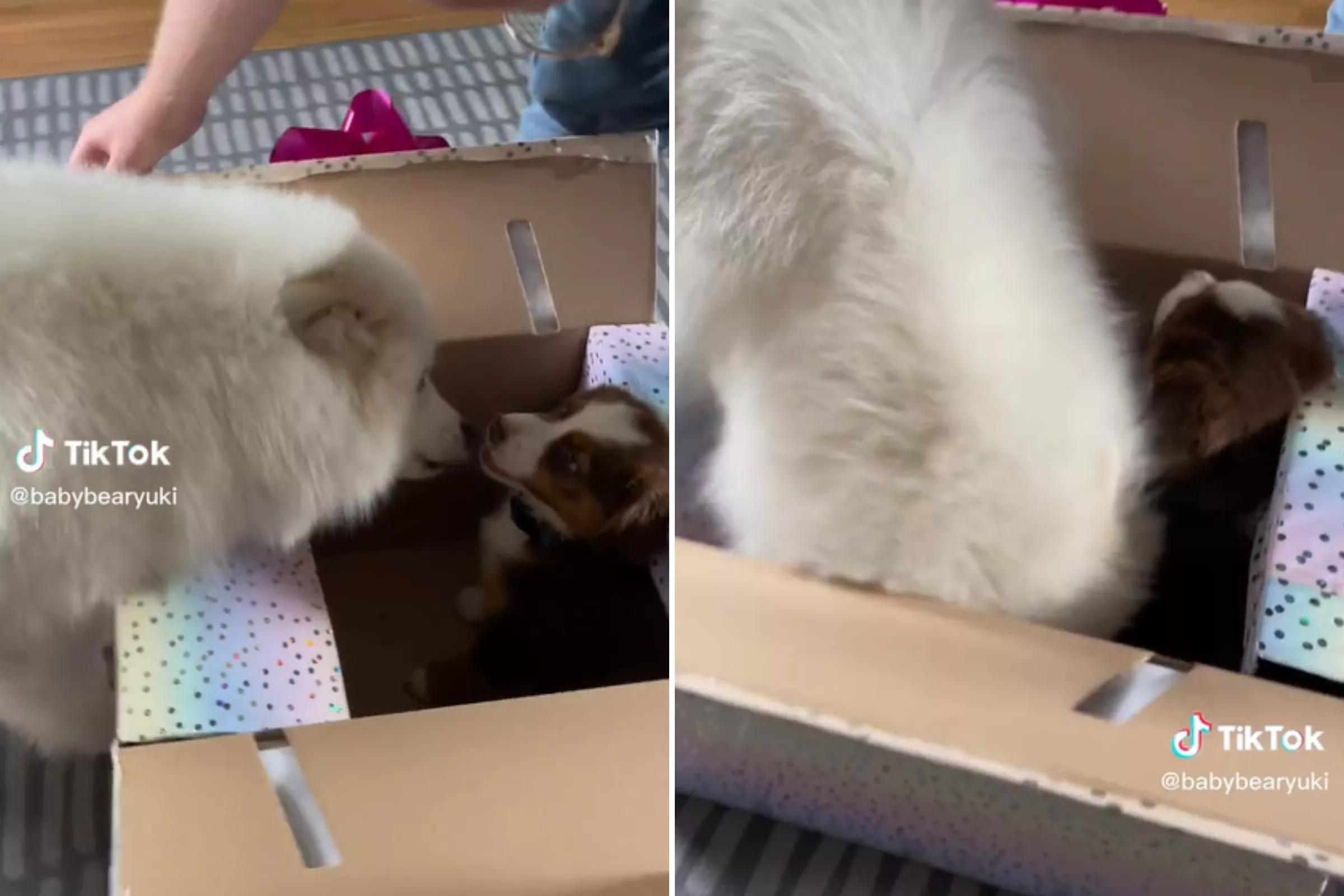 Watch Samoyed's 'Happy Wiggles' While Meeting New Puppy for First Time - Vimarsana News