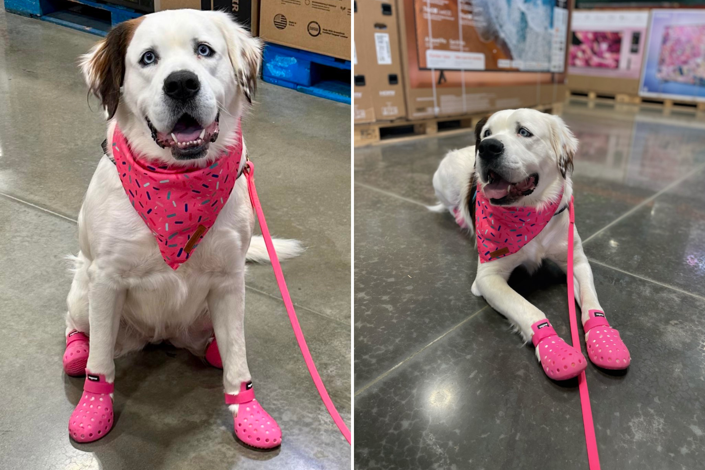 modvirke fiktiv Flad Try Not to Smile at This Trainee Service Dog Wearing Croc-Like Shoes