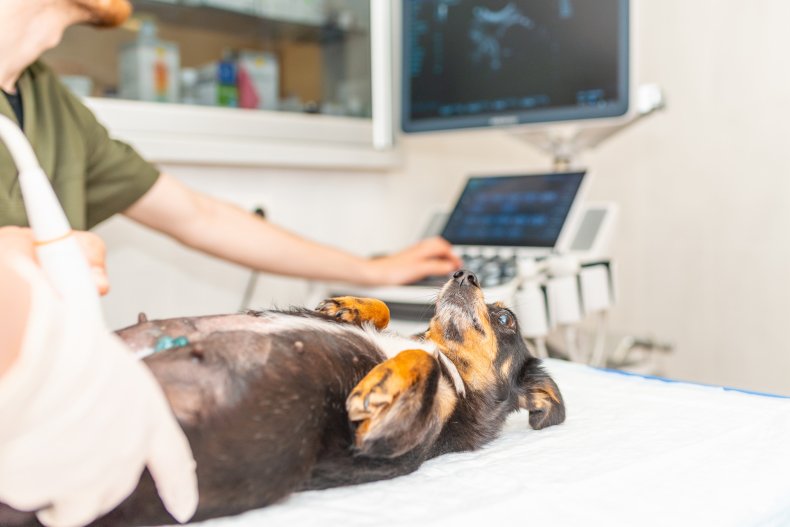 Dog getting ultrasound wows viewers