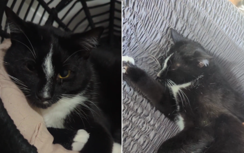 Dewey le chat de sauvetage nerveux.