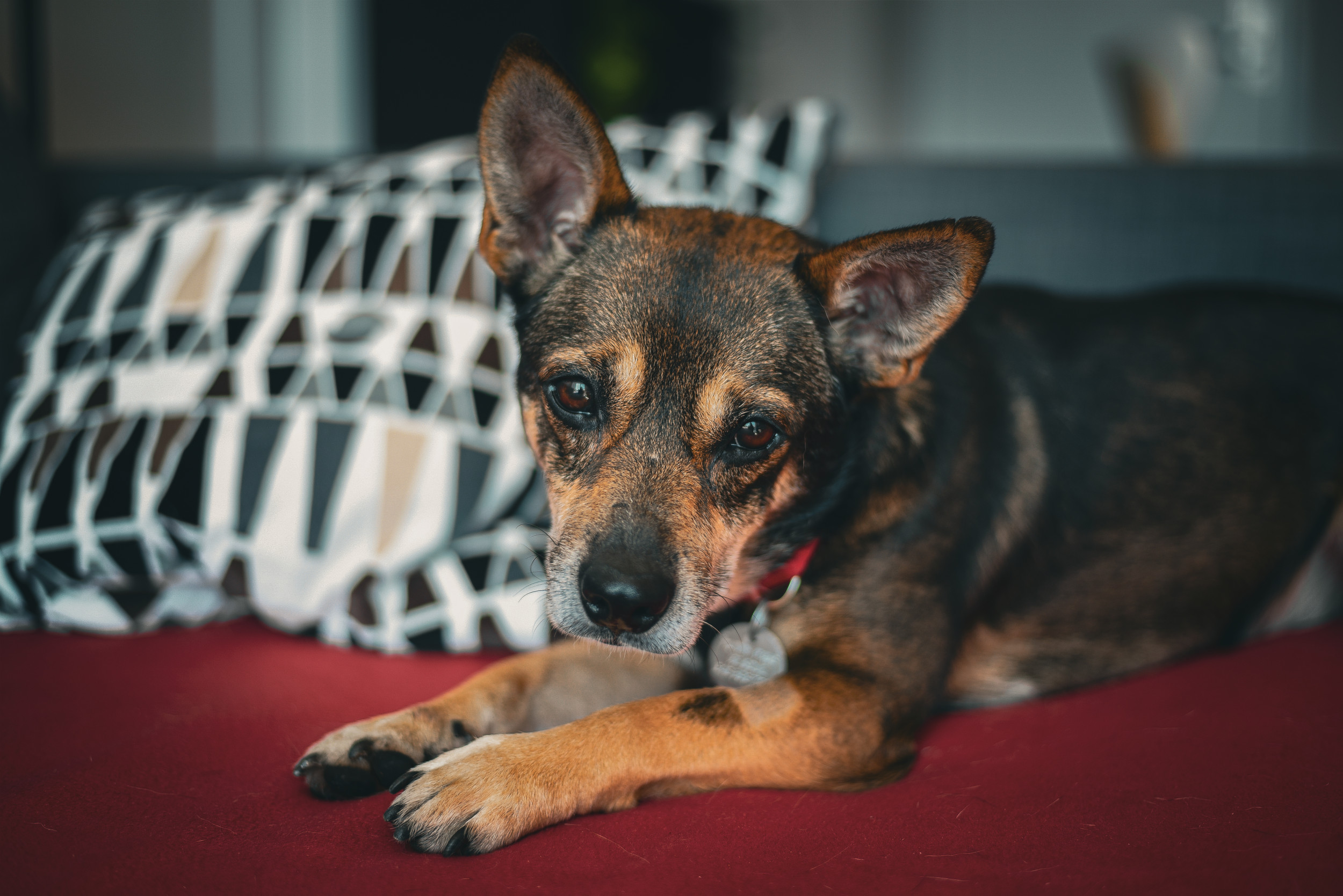 Tears Over Rescue Dog Too ‘Afraid To Fall Asleep’ in New Home